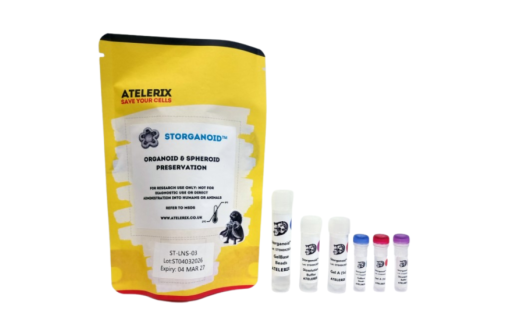 STORganoid™ ambient-temperature preservation solution for organoids and spheroids