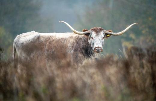 A photo of the Longhorn Cattle