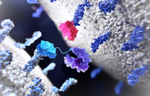 Rapid generation of bispecific antibodies for high-throughput screening with SpyLock service