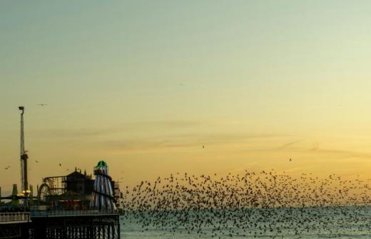 Starlings flying over a pier in Kent, UK.