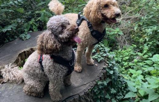 A brown dog and orange dog sat on a tree stump in the woods.