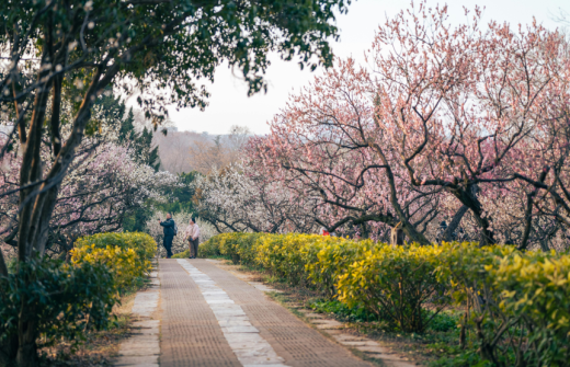 Cherry blossom trees in bloom