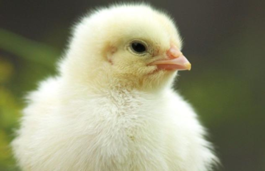 Yellow chick