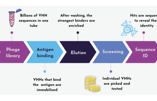VHH selection process
