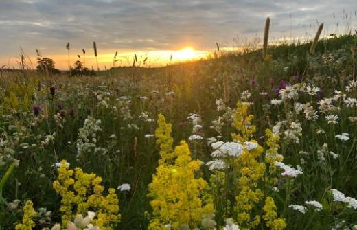 The rewilded nature reserves at Sandon Manor Estate near Cambridge.