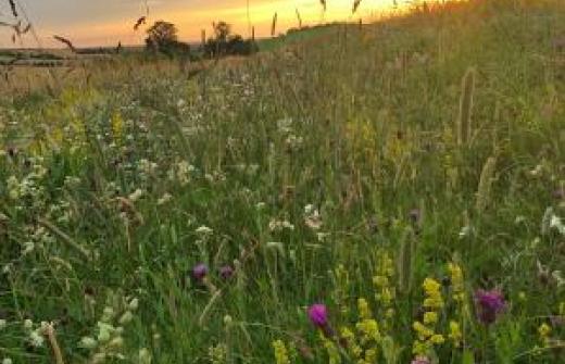 A photo of sunrise on the estate over the fields