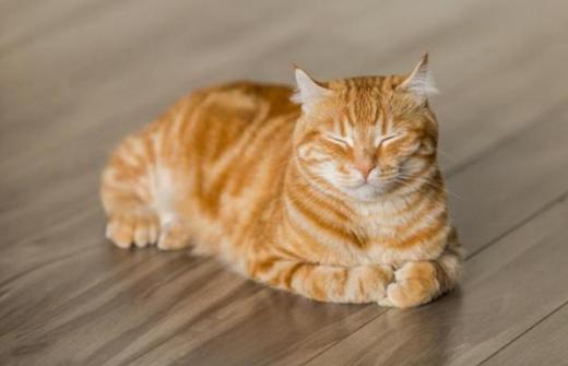 Ginger cat