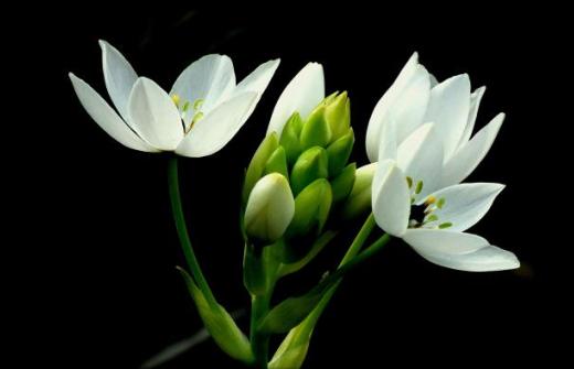 a flower blooming to represent someone blooming themselves