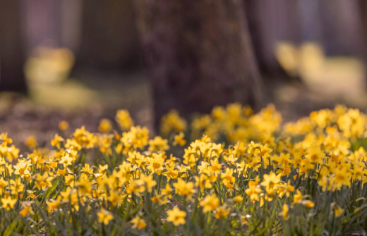 Daffodils in Spring