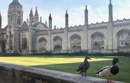 Ducks promenading along the wall outside King's College