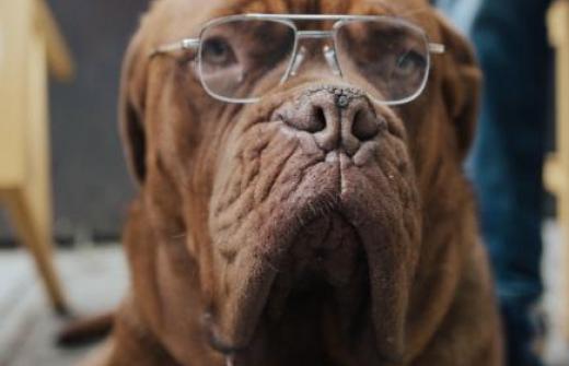An old and wrinkly dog