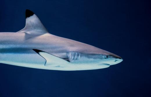A shark swimming underwater
