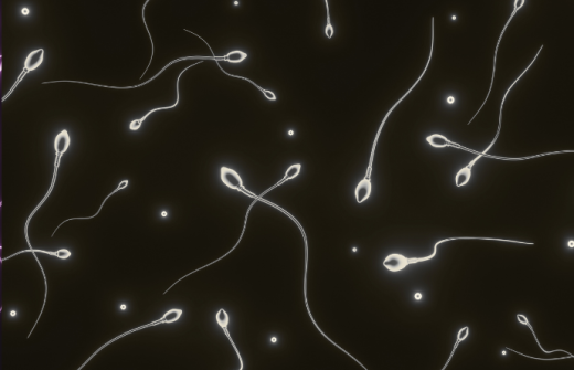 sperm under microscope 