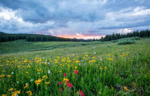 Wildflowers growing in a field in a blaze of colour