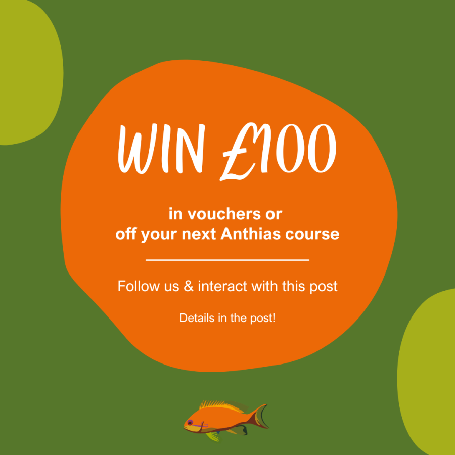 Anthias summer social competition 