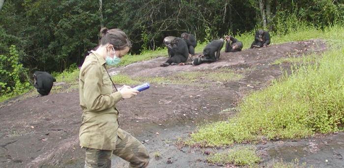   Researcher recording data on a group of habituated chimpanzees (Pan troglodytes verus) in Taï National Park, Ivory Coast.  Credit: Sonja Metzger, 2008.