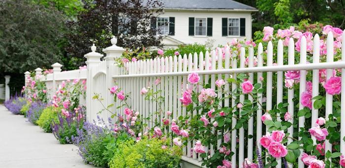 Roses alongside a fence outside residential property