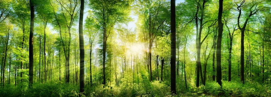 Forest panorama with rays of sunlight Deposit photos 72315071
