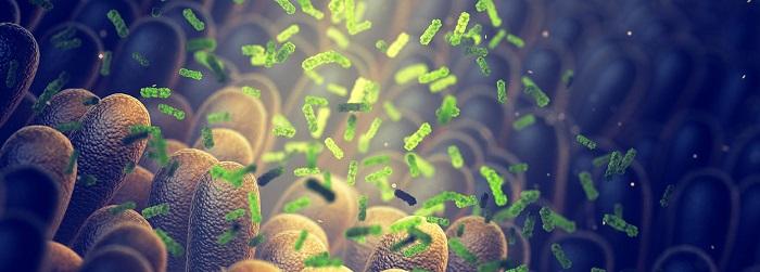 Bacteria in the gut _Image credit: AdobeStock