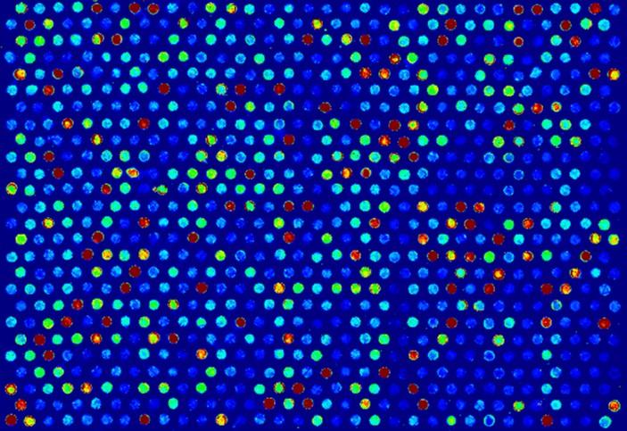 Fluorescence readout on an ArrayPlex microarray