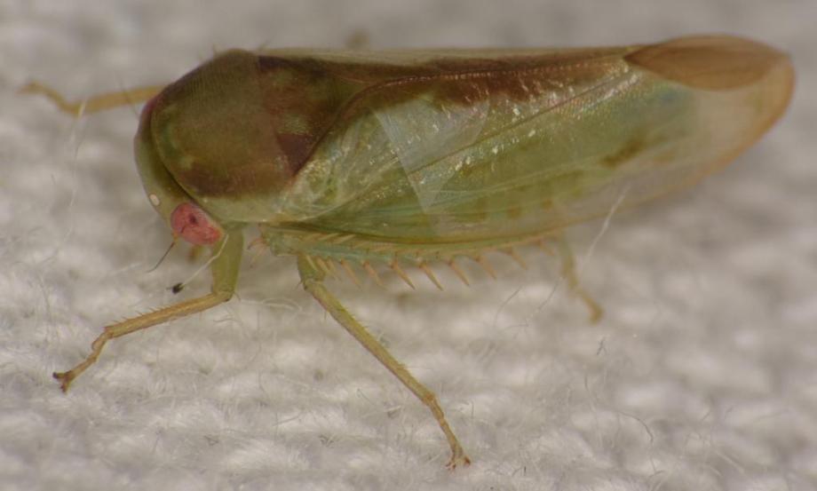 Batracomorphus