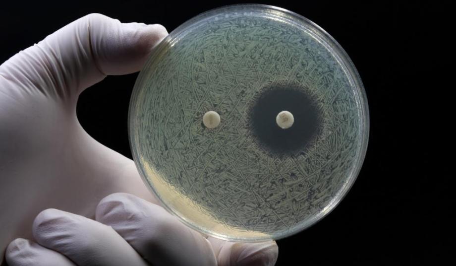petri dish showing antimicrobial resistance