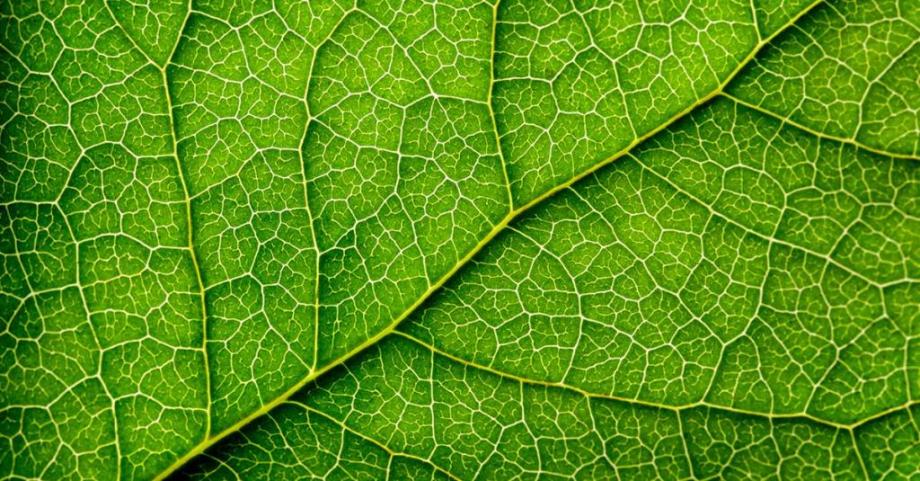 A close up image of cells within a leaf