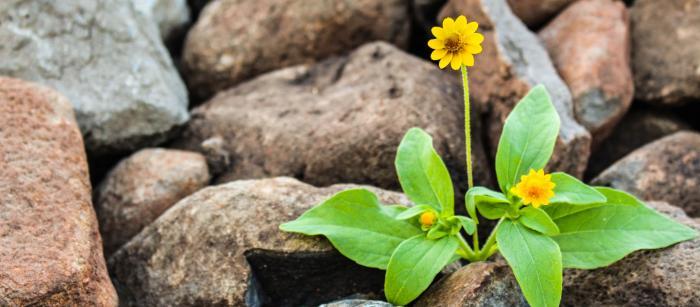 yellow flower growing out of rocks