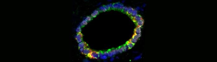 Cholangiocyte-organoids-reconstruct-human-bile-duct  Image credit: Dr Fotios Sampaziotis, Dr Teresa Brevini, University of Cambridge
