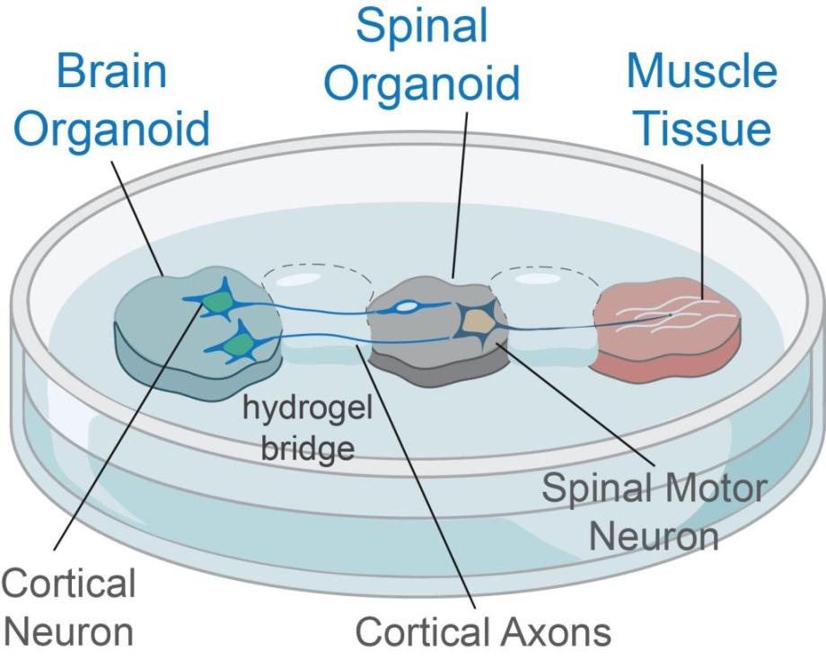 Diagram of the lab-grown brain-spinal cord model, image from Lakatos lab.