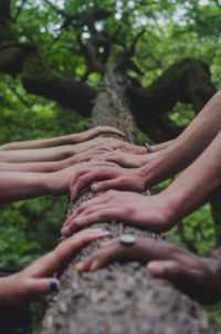 many hands on a log in the woods