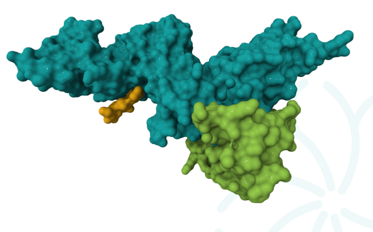Image: Dual binding Fab functioning as a conditional trans-activation logic gate for IL-12
