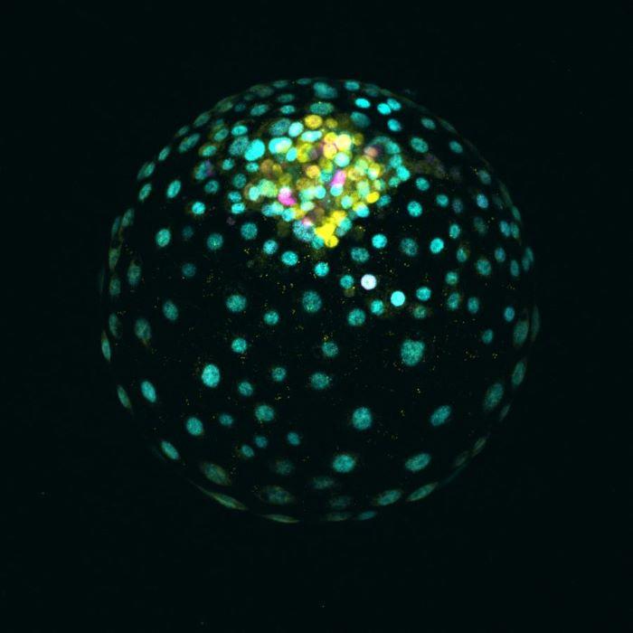 Fluorescent microscopy image of a human blastoid, which is an embryo-like structure formed from stem cells that can model early embryogenesis in a dish. Cells corresponding to the early placenta are marked in blue, and cells corresponding to the early embryo are marked in yellow. Credit: Photo courtesy of Alok Javali, Heidar Heidari Khoei and Nicolas Rivron, Institute of Molecular Biotechnology of the Austrian Academy of Sciences (IMBA), Vienna, Austria.