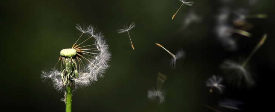 Dandelion blowing in the wind