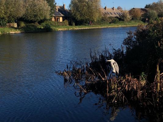 heron sitting beside the River Cam on a sunny day