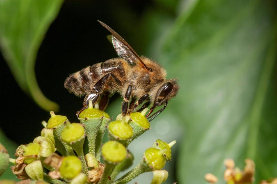 Honey Bee 