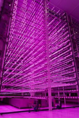 Jones Food Company believes that large-scale facilities are the only way for vertical farms to compete with conventional agriculture. Source: Jones Food Company.