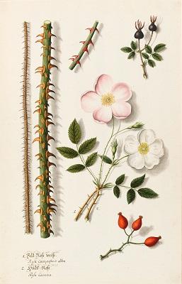 The event showcases some of the earliest examples of botanical illustration