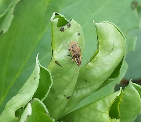 Pea and bean weevil adult in field beans