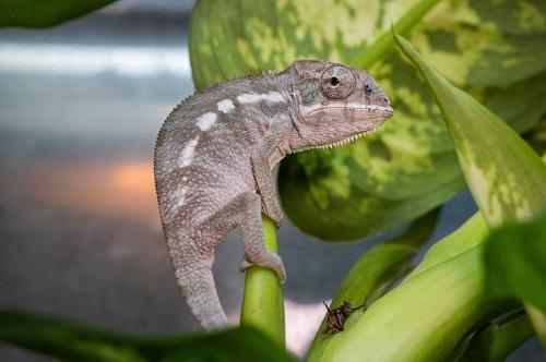 Peregrine Livefoods - A juvenile high casqued chameleon - Trioceros hoehnelii  Credit: Pergerine Livefoods