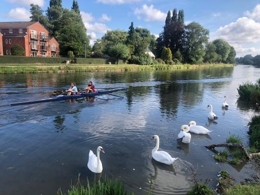 rowers and swans on the River Cam