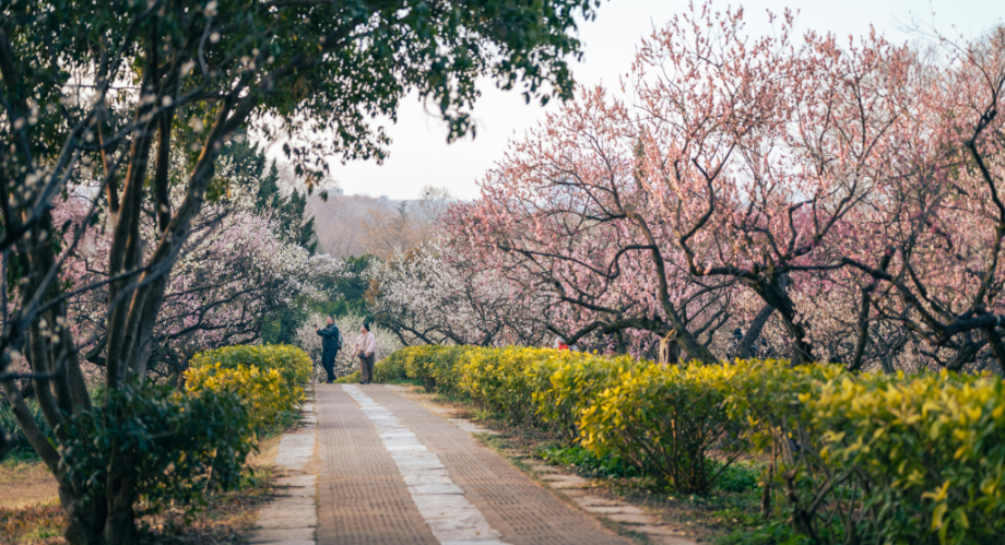 Cherry blossom trees in bloom