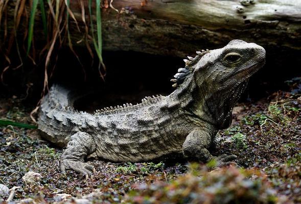  Tuatara, a rare reptile endemic to New Zealand.  Bernard Spragg_Flickr