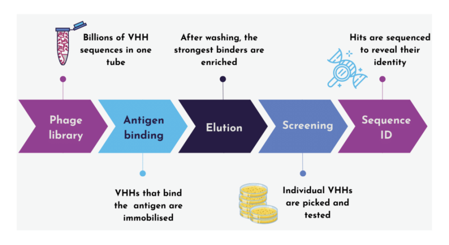 VHH selection process