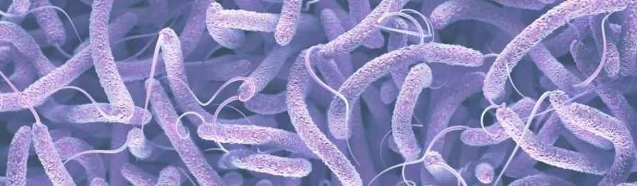 Cholera 