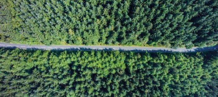 road and forest from above _ Johnson Matthey