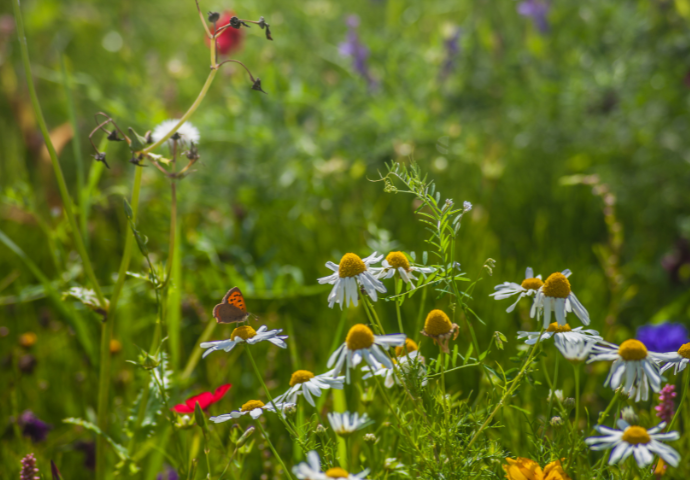 a butterfly on a daisy in a meadow field 