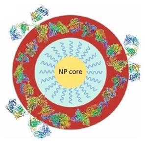 Schematic showing the proposed complex core–shell model used for the analysis of the particle diameter by Differential Centrifugal Sedimentation (DCS) for polymer functionalised inorganic nanomaterial forming the NP-biomolecular corona complexes containing several layers of different intrinsic thickness and density