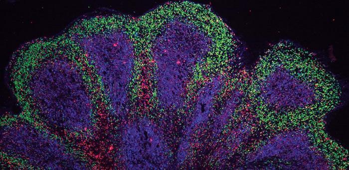  Mini brain organoids showing cortical-like structures  Credit: Andras Lakatos