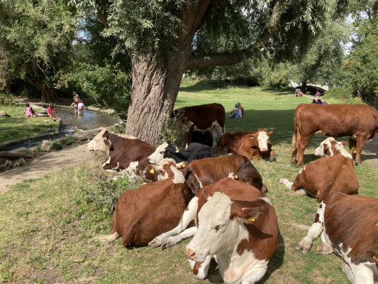 cows lounging under a tree next to a river where people are paddling